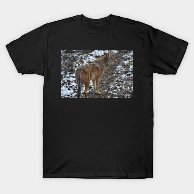 Coyote T-Shirt by MarieDarcy